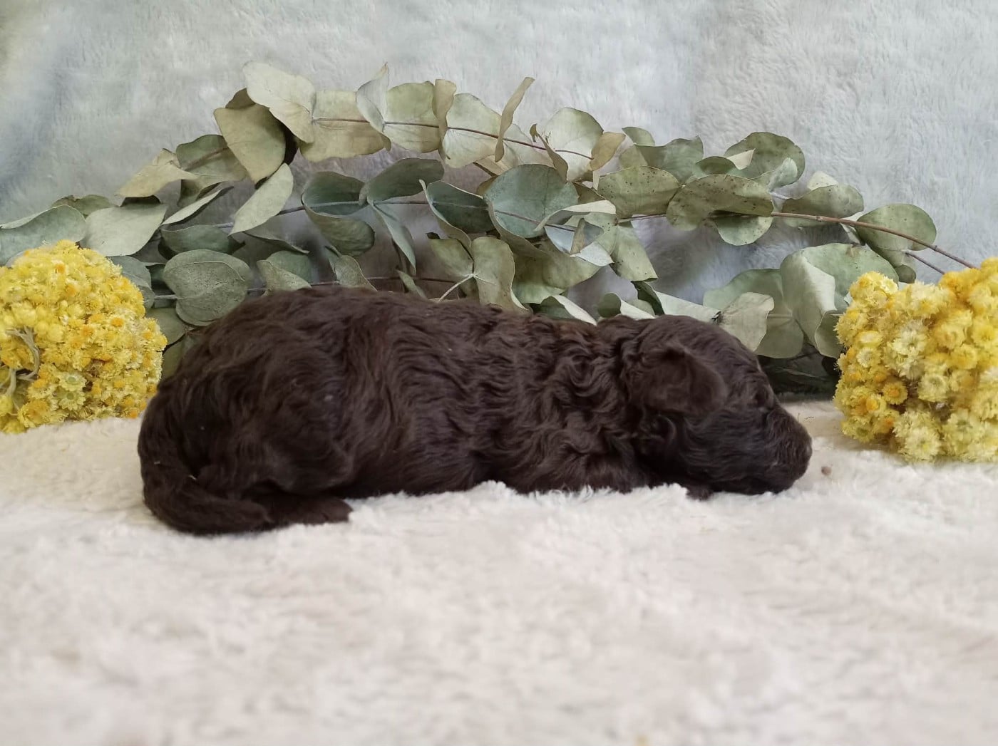 Chiot N°2