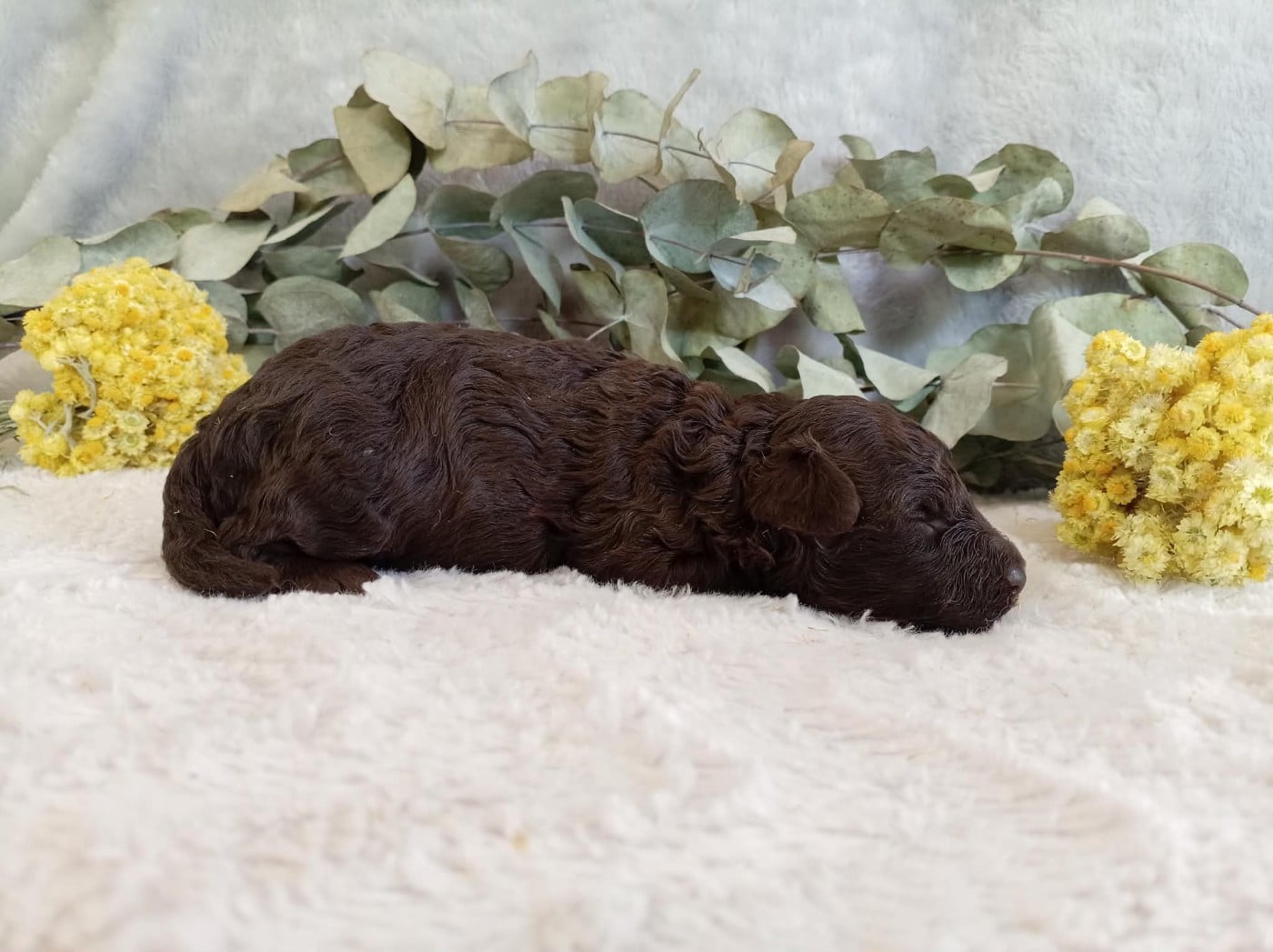 Chiot N°3