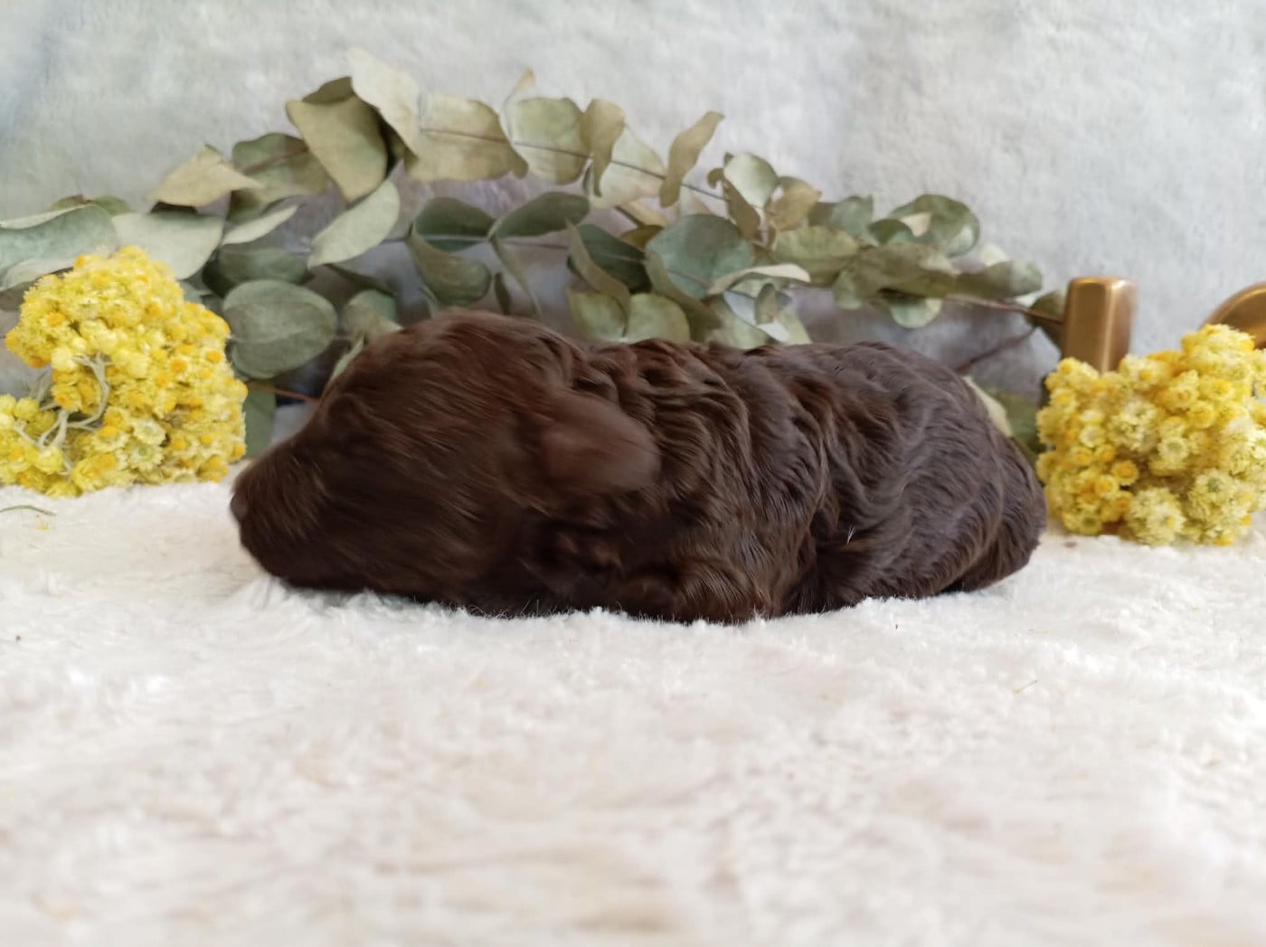 Chiot N°3