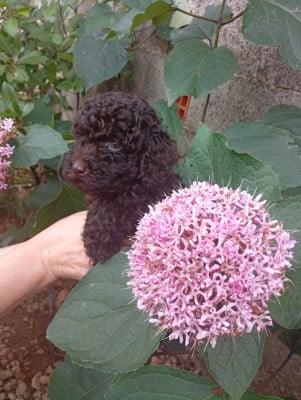 Les chiots de Caniche