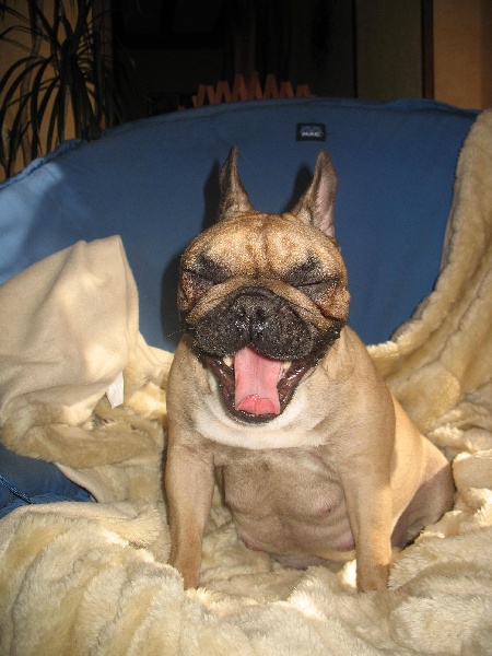 Publication : de belle gueule d'amour