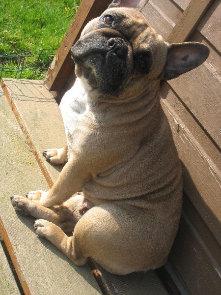 Publication : de belle gueule d'amour