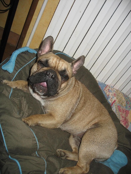 Publication : de belle gueule d'amour