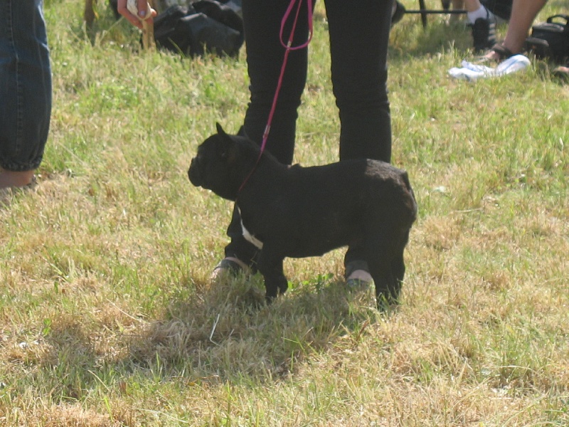 Publication : de belle gueule d'amour