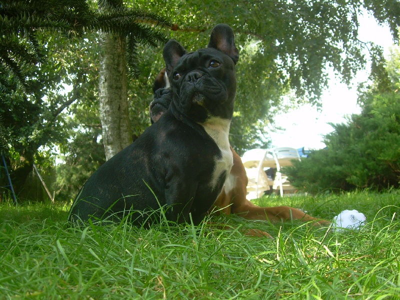 Publication : de belle gueule d'amour