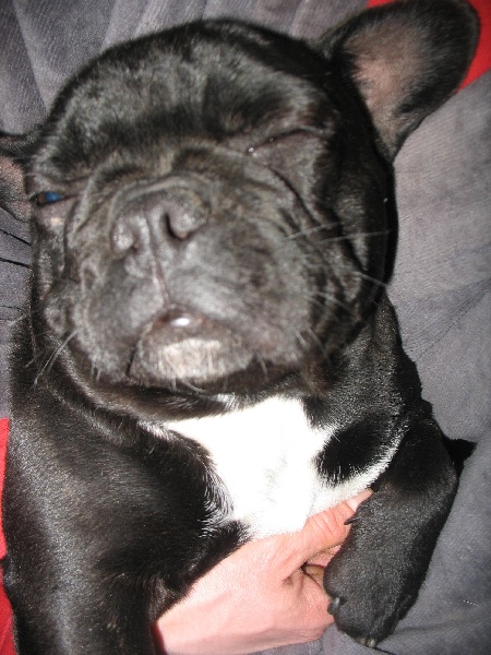 Publication : de belle gueule d'amour