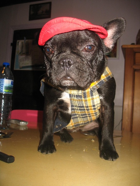 Publication : de belle gueule d'amour