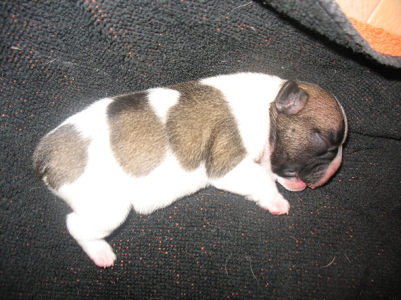 Publication : de belle gueule d'amour