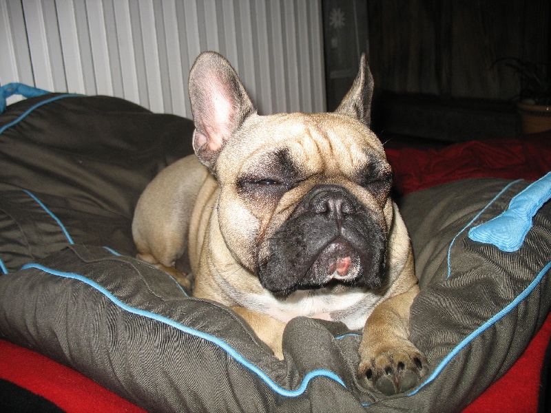 Publication : de belle gueule d'amour