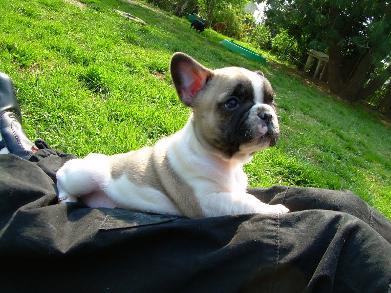 Publication : de belle gueule d'amour