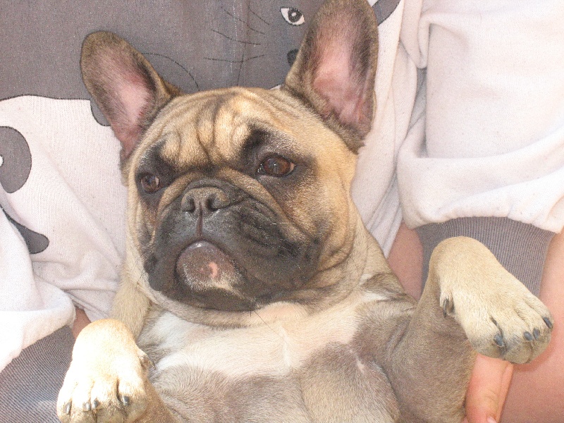 Publication : de belle gueule d'amour