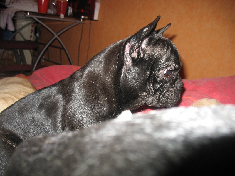 Publication : de belle gueule d'amour