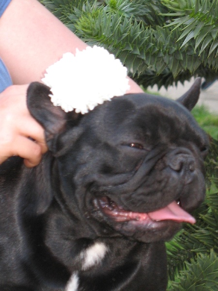 Publication : de belle gueule d'amour