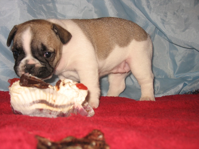 Publication : de belle gueule d'amour