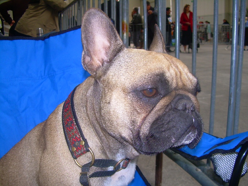 Publication : de belle gueule d'amour