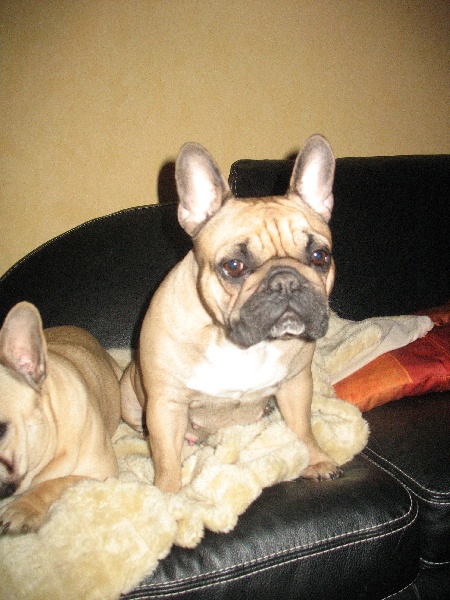 Publication : de belle gueule d'amour