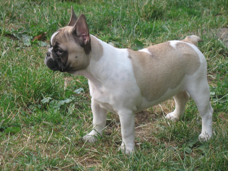 Publication : de belle gueule d'amour