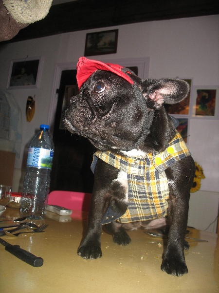 Publication : de belle gueule d'amour