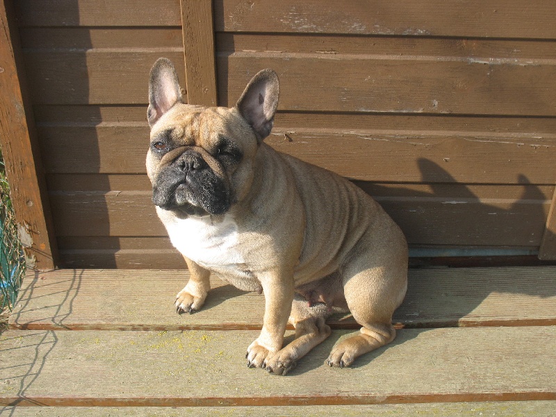 Publication : de belle gueule d'amour