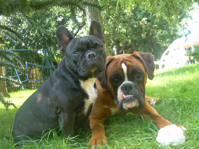 Publication : de belle gueule d'amour