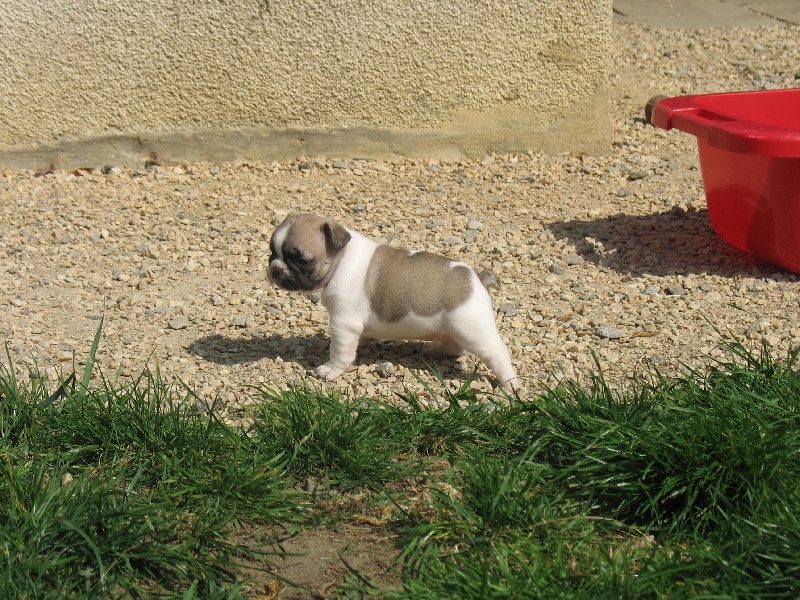 Publication : de belle gueule d'amour