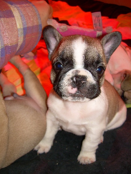 Publication : de belle gueule d'amour