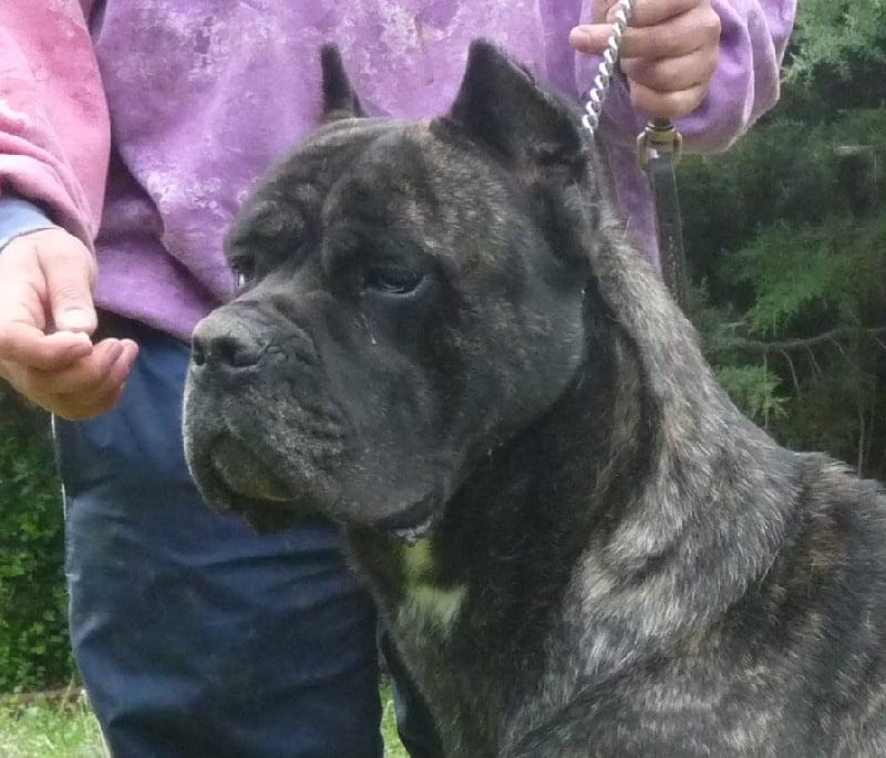 Godzilla (Sans Affixe) - 1° exc CAC - BOB