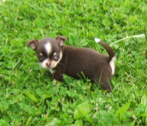 Publication : du Chemin De L'Yerres Auteur : Manso chantal