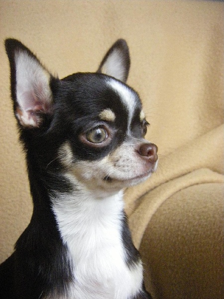 Publication : du Chemin De L'Yerres Auteur : Manso chantal