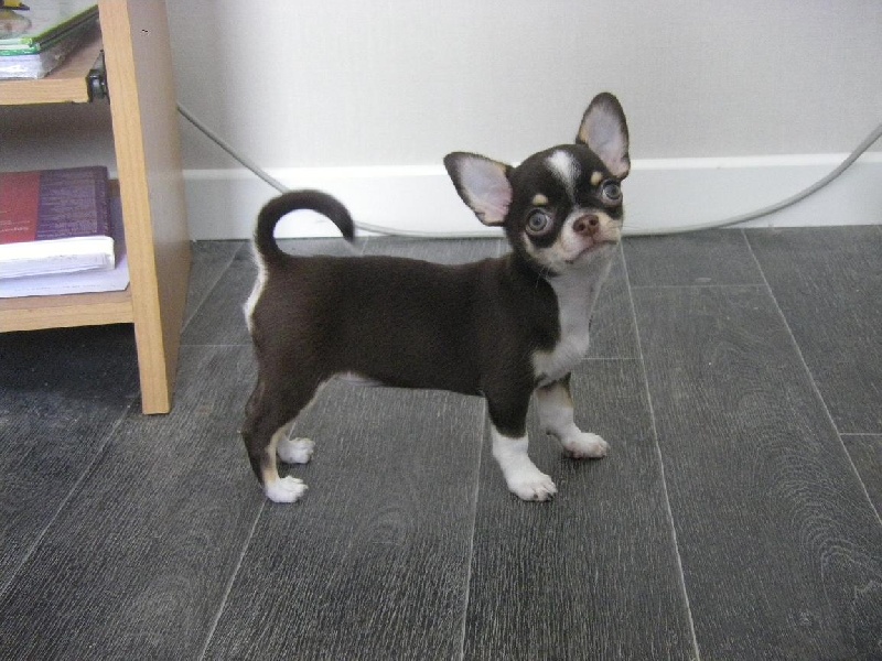 Publication : du Chemin De L'Yerres Auteur : Manso chantal