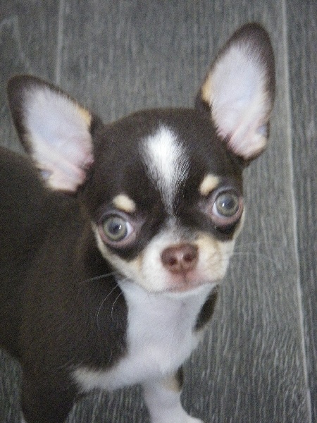 Publication : du Chemin De L'Yerres Auteur : Manso chantal