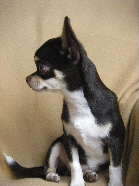 Publication : du Chemin De L'Yerres Auteur : Manso chantal