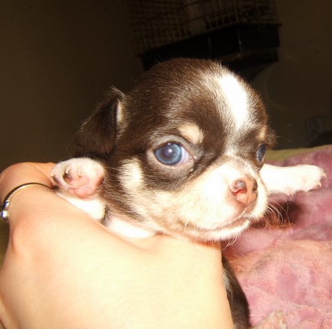 Publication : du Chemin De L'Yerres Auteur : Manso chantal