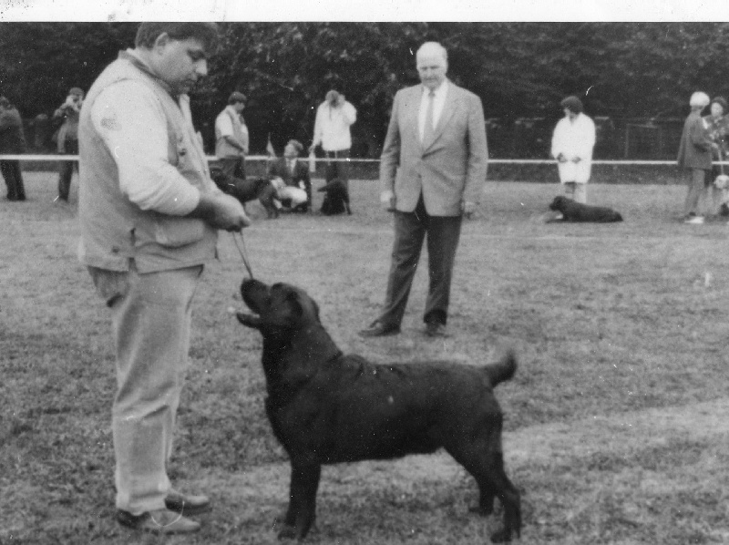 TR. CH. Fairywood's Ixor - CACS