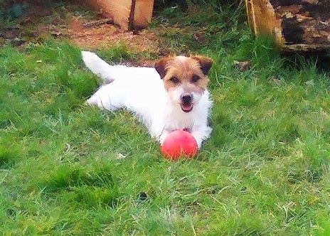 Publication : du Domaine de Rupembert Auteur : G.FRANCOIS