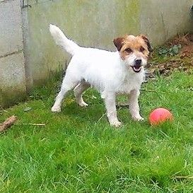 Publication : du Domaine de Rupembert Auteur : G.FRANCOIS