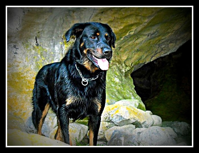 Corsu (Sans Affixe) - CACS (1er Excellent) & RCACIB