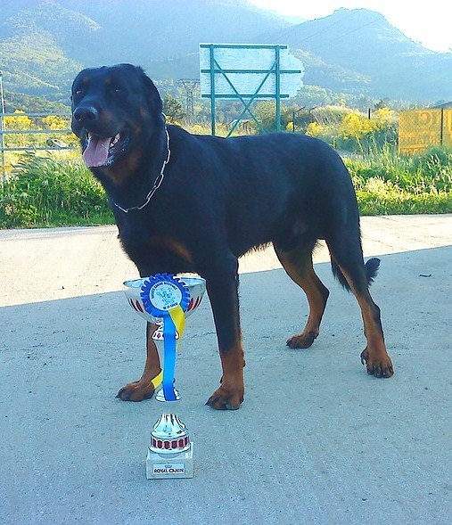 Corsu (Sans Affixe) - CACS 1er Excellent meilleur de race + meilleur de groupe