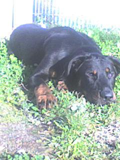 Corsu (Sans Affixe) - CSAU