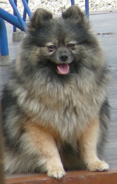 Publication : du royaume des bouts de chou Auteur : Sylviane LAGAND