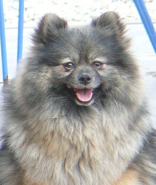 Publication : du royaume des bouts de chou Auteur : Sylviane LAGAND