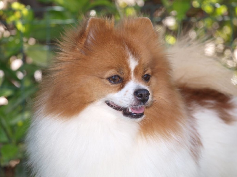 Publication : du royaume des bouts de chou Auteur : KULYK SYLVAINE