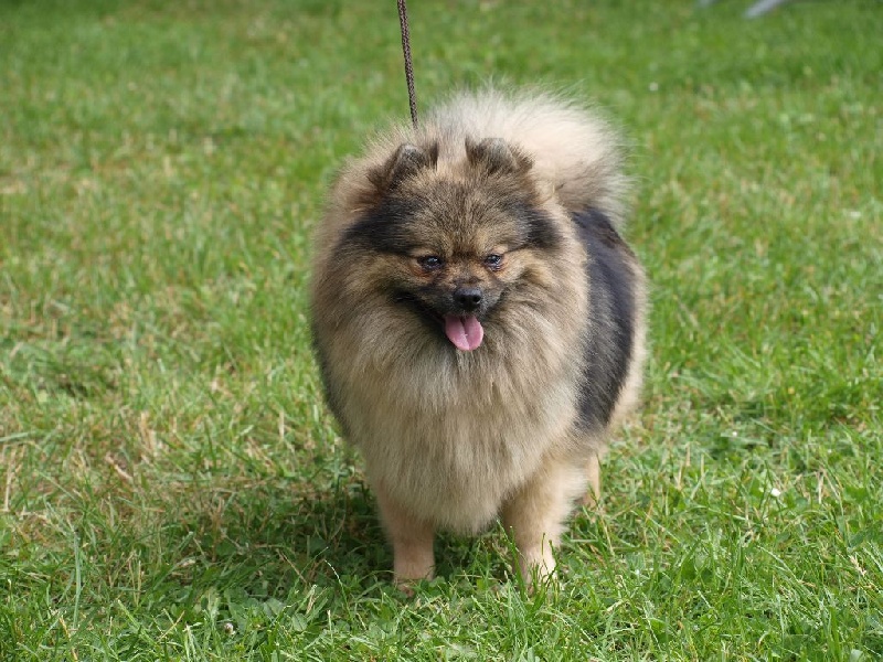 Publication : du royaume des bouts de chou Auteur : Sylvaine Kulyk