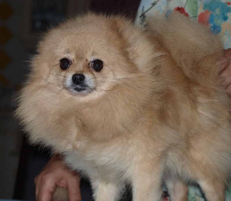 Publication : du royaume des bouts de chou Auteur : LAGAND SYLVIANE