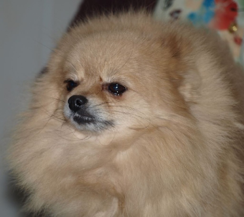 Publication : du royaume des bouts de chou Auteur : LAGAND SYLVIANE