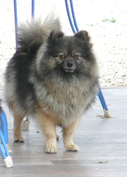 Publication : du royaume des bouts de chou Auteur : Sylviane LAGAND