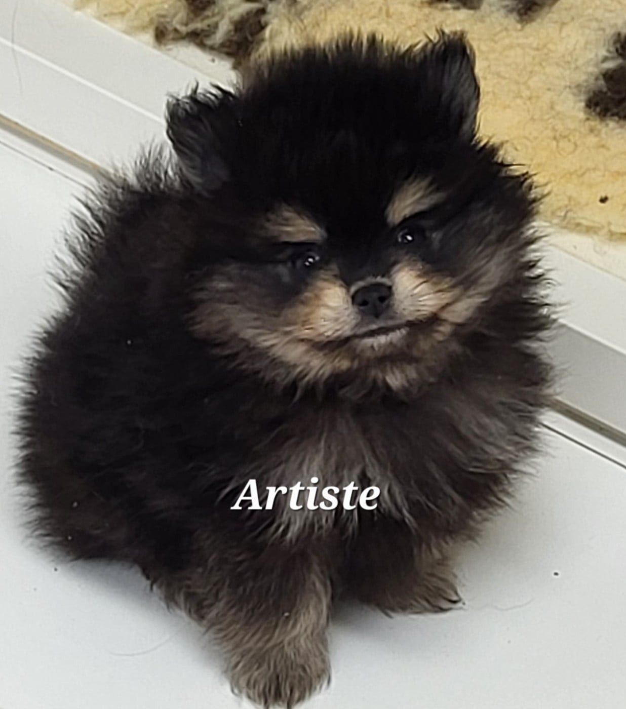 Spitz allemand - du royaume des bouts de chou