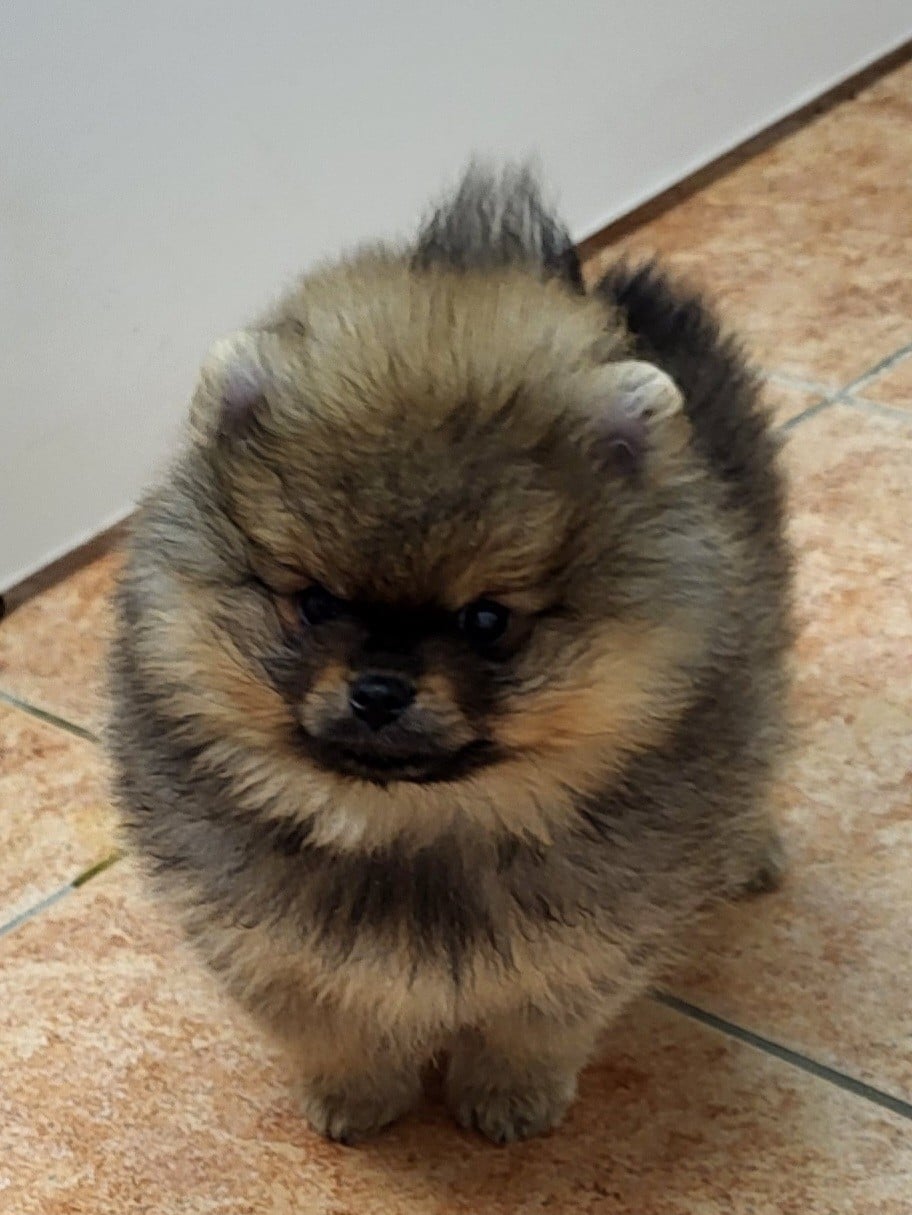 Spitz allemand - du royaume des bouts de chou