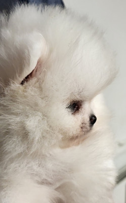 Les chiots de Spitz allemand