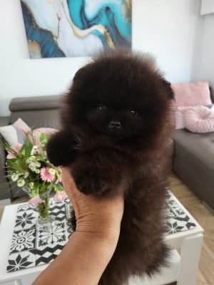 Les chiots de Spitz allemand